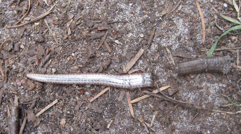 staartje van hazelworm?